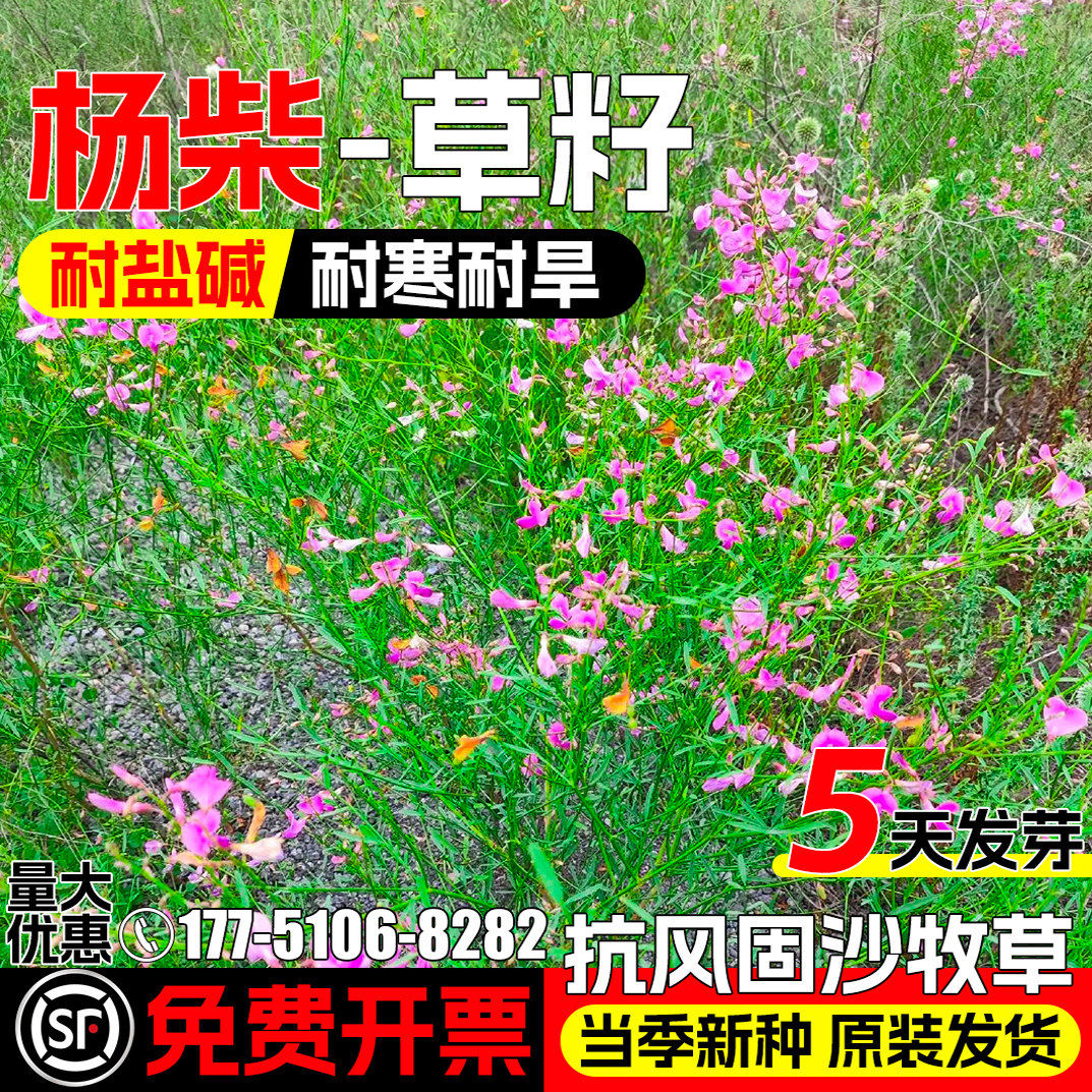 杨柴种子羊柴籽防风固沙沙漠种籽
