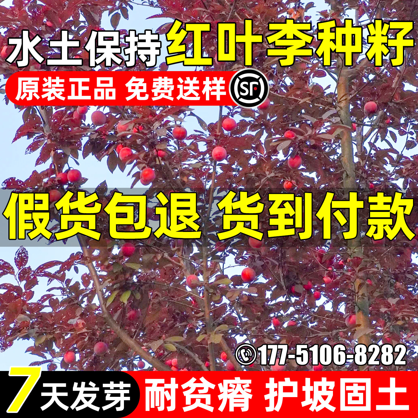 红叶李种子水土保持绿化观赏造林