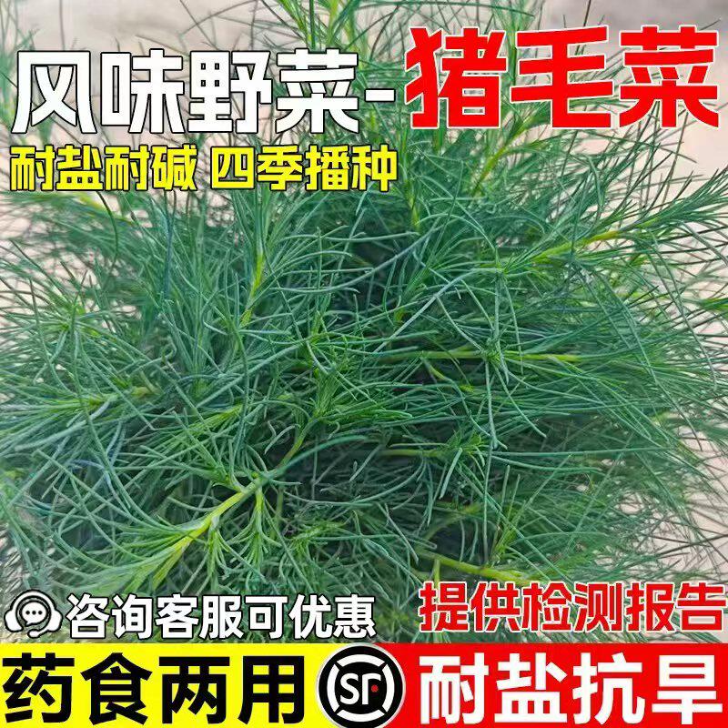 猪毛菜种子野菜猴子毛三叉明棵