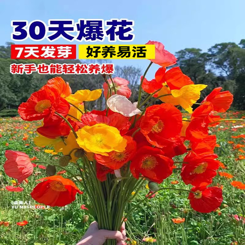 花种籽虞美人四季播种开花太阳花