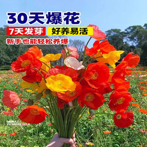 花种籽虞美人四季播种开花室外太阳花波斯菊野花组合耐寒冰岛种子