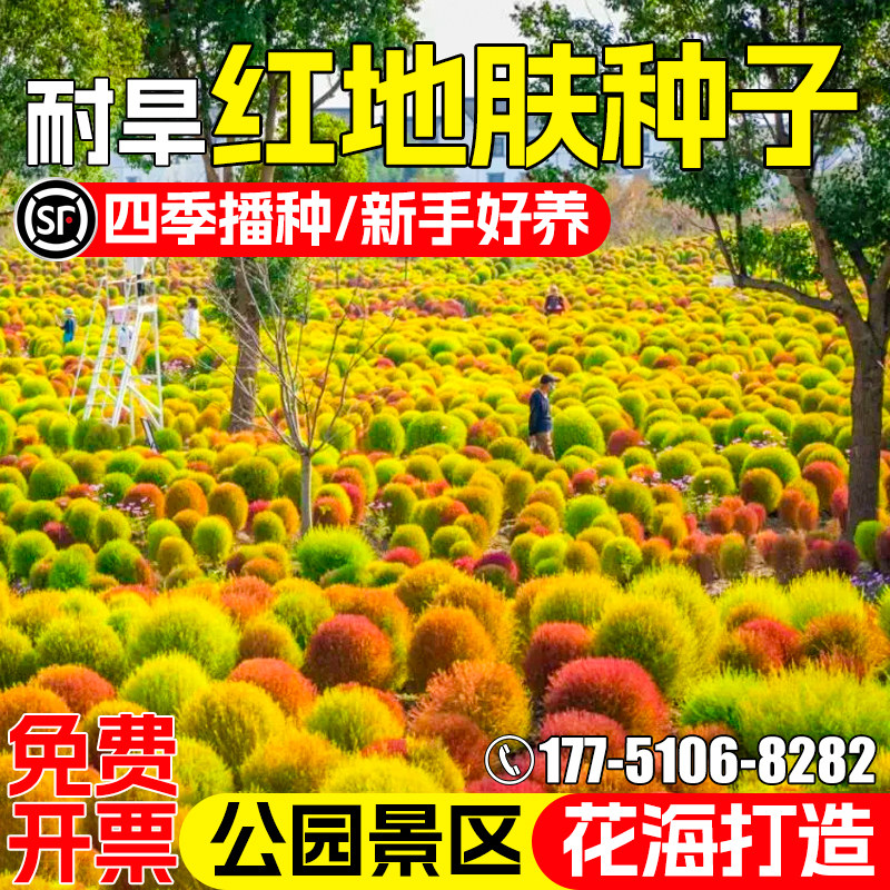 红叶地肤种子耐寒耐旱绿地肤种籽