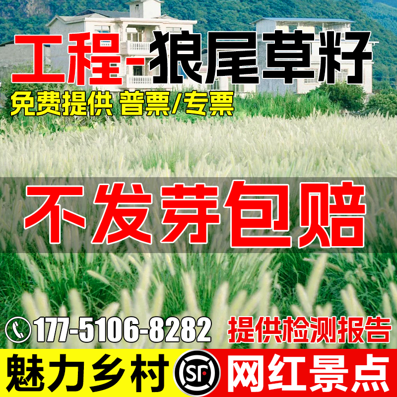 观赏狼尾草种籽耐寒耐旱花海景观网红打造多年生魅力乡村绿化草籽
