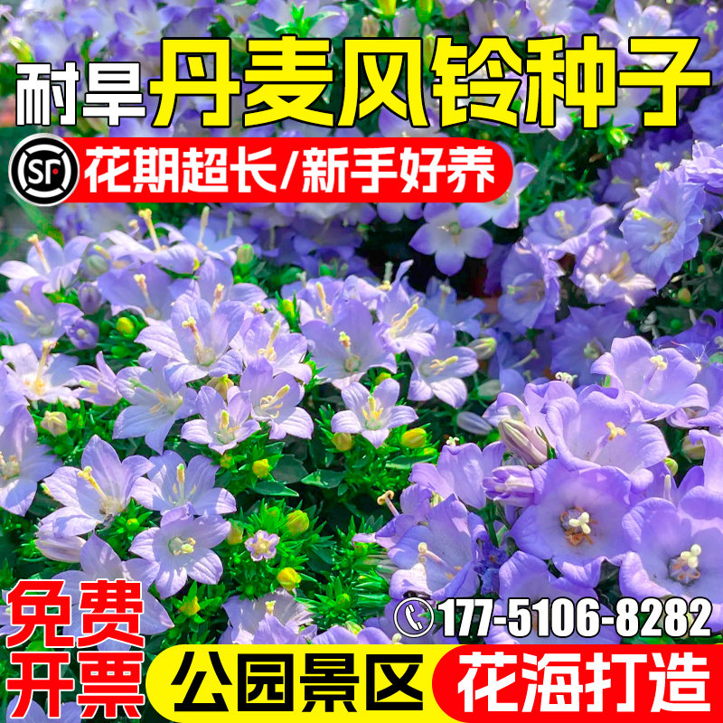 丹麦风铃花种子公园景区花美化