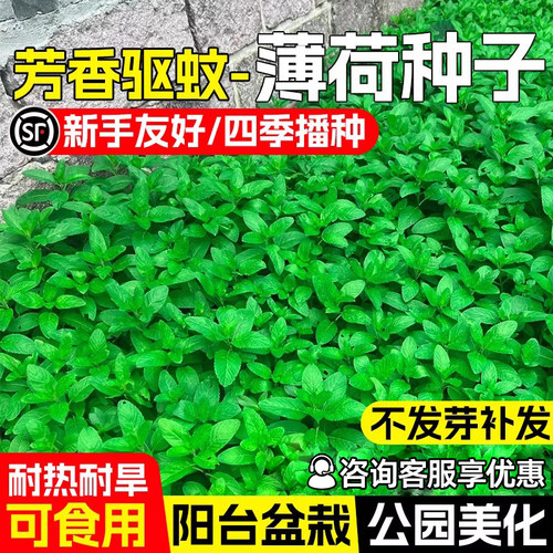 可食用薄荷种籽子盆栽四季种植种