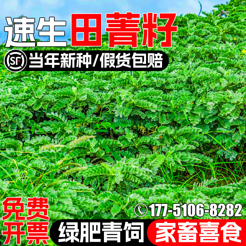 田菁种籽果园绿肥四季高产草种子