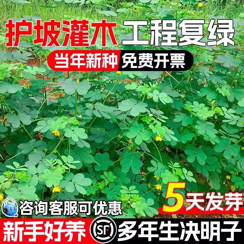 决明子种子灌木草籽护坡绿化种籽