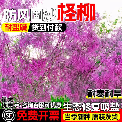 柽柳红柳种子耐盐碱防风固沙灌木