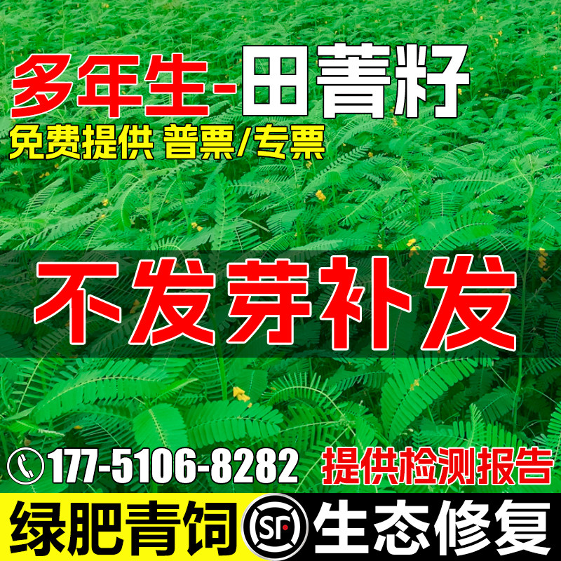 田菁种籽耐贫瘠果园绿肥青饲草籽