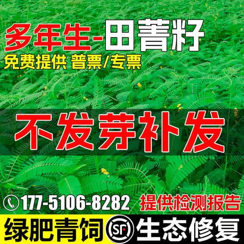 田菁种籽耐贫瘠果园绿肥青饲草籽