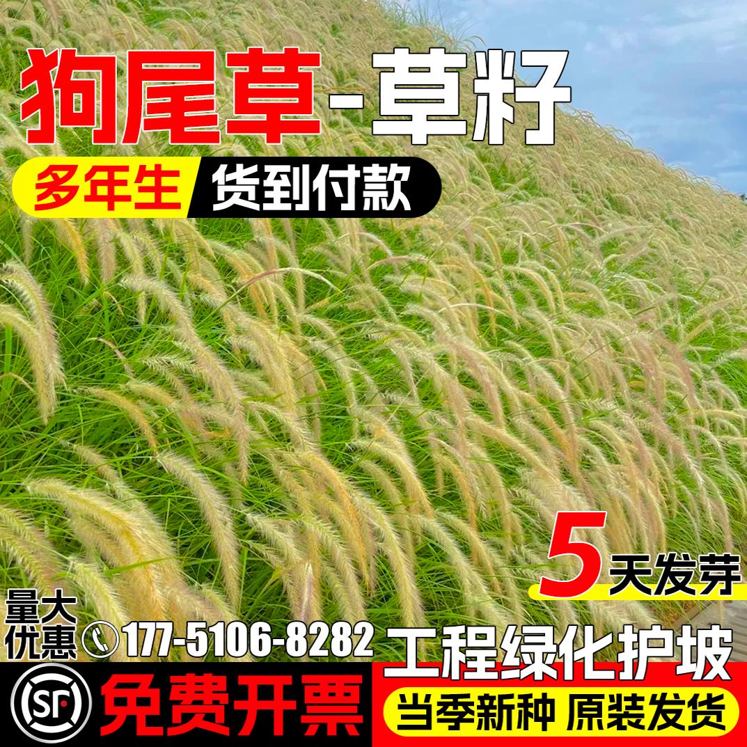 观赏狼尾草种子紫穗狼尾草种籽工程景观绿化公园道路河堤护坡草籽