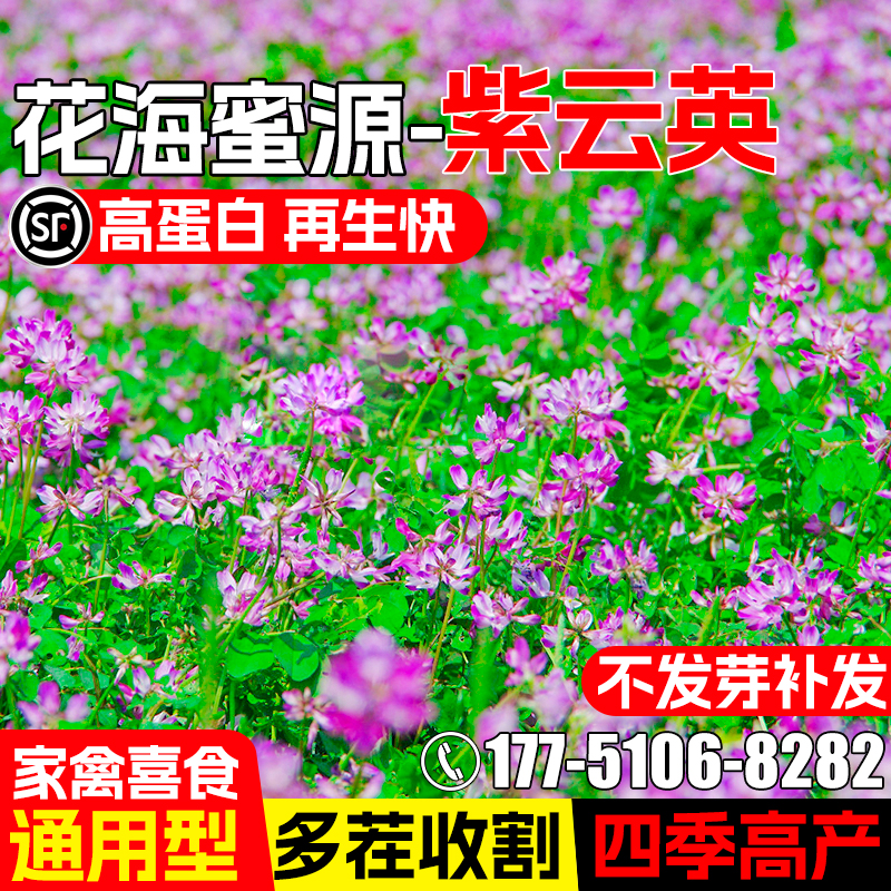 紫云英种籽牧草种子果园绿肥草籽