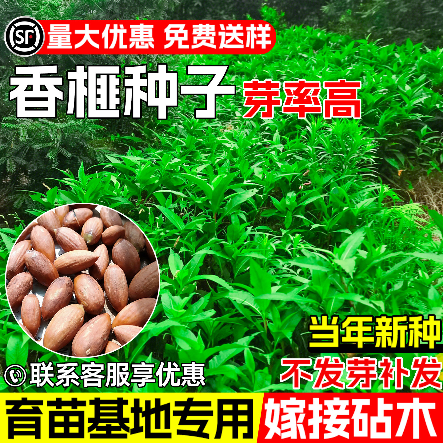 香榧种子早熟高产榧树玉山果树种
