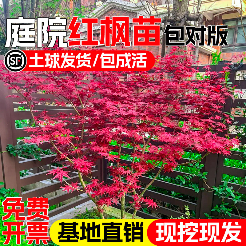 日本红枫树苗四季红舞姬绿化植物