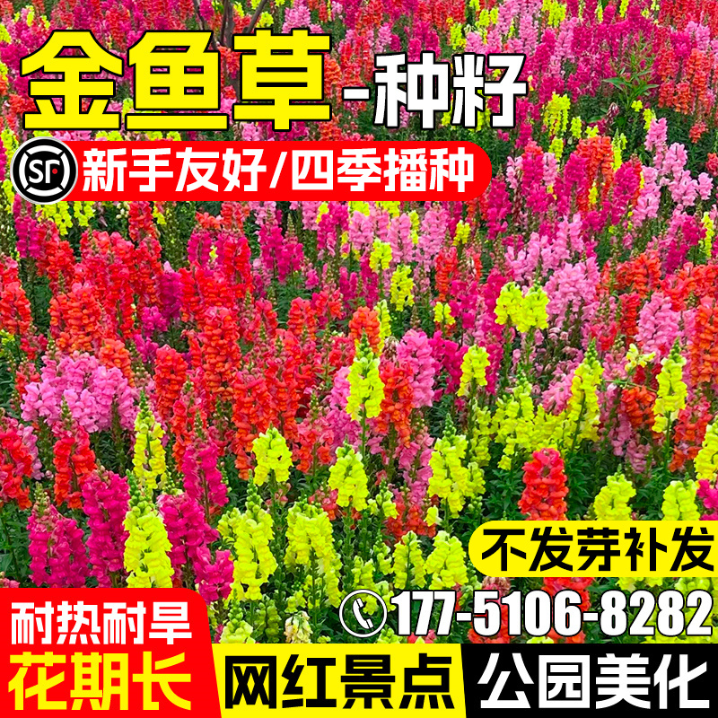 金鱼草花种籽子混色四季播种开花阳台庭院盆栽室外易种多年生花籽