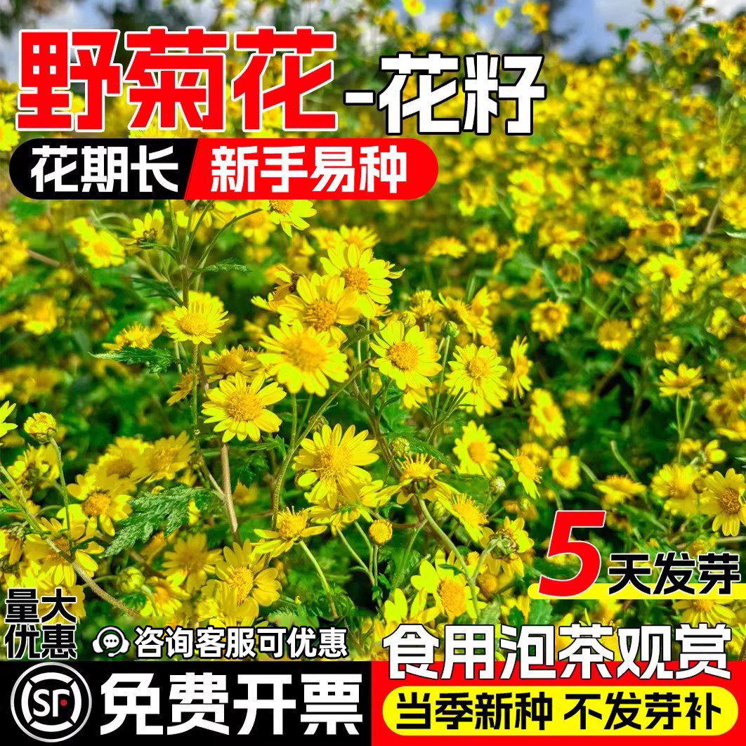 野菊花种子甘野菊花籽泡茶花种籽