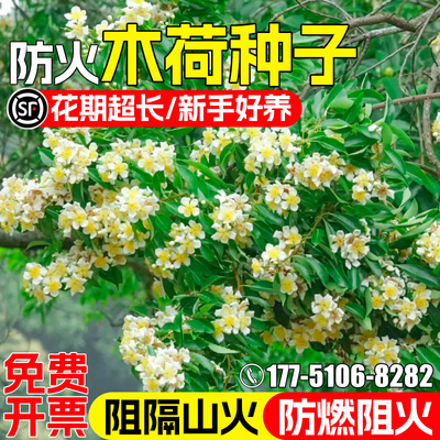 木荷种子道路工程绿化园林观赏