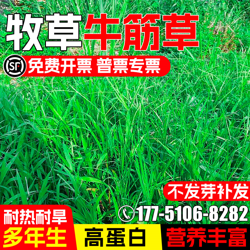 牛筋草种籽四季高产多年生牧草种子畜牧养殖多茬收割高蛋白铁线草
