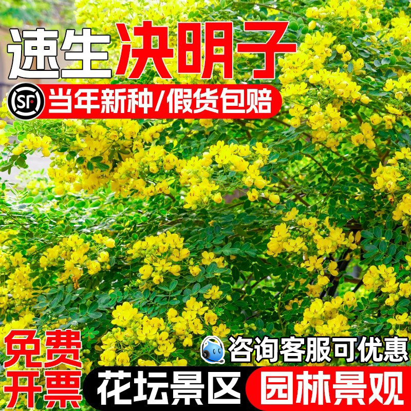 决明子种子护坡固土灌木草籽种籽