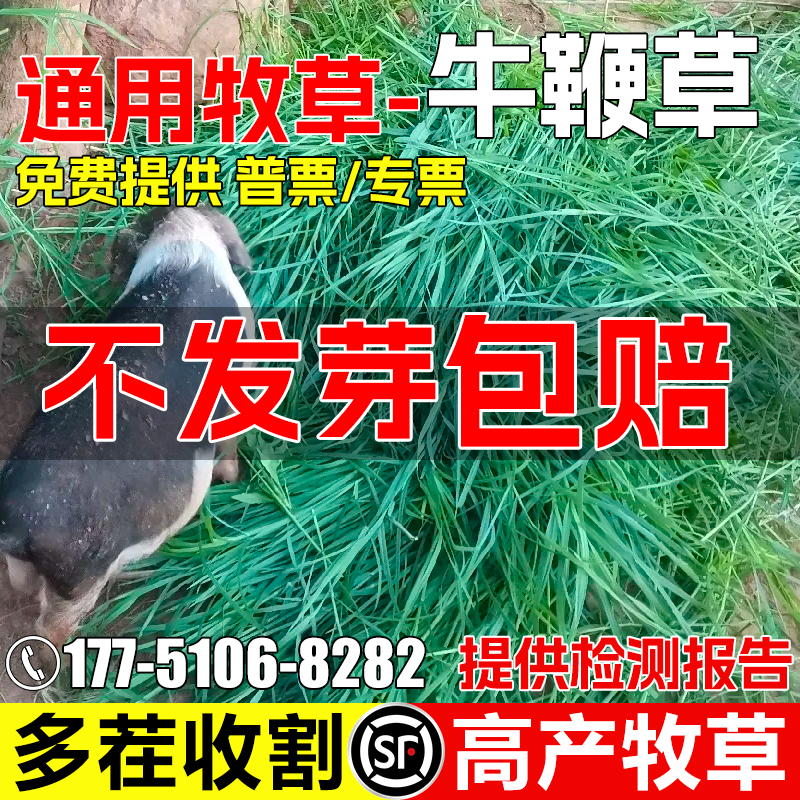 牛鞭草四季高产多茬收割畜牧养殖