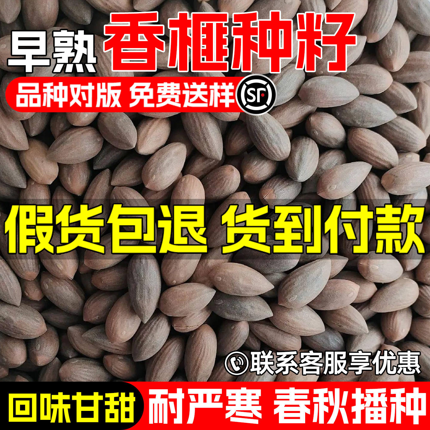 香榧种子早熟高产榧树玉山果树种