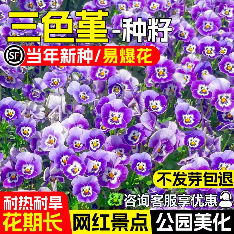 三色堇花籽公园美化景区花海打造