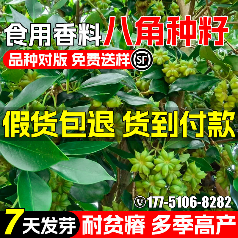 八角种子食用香料大茴香大红八角