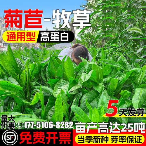 将军菊苣种籽牧草种子多年生草籽