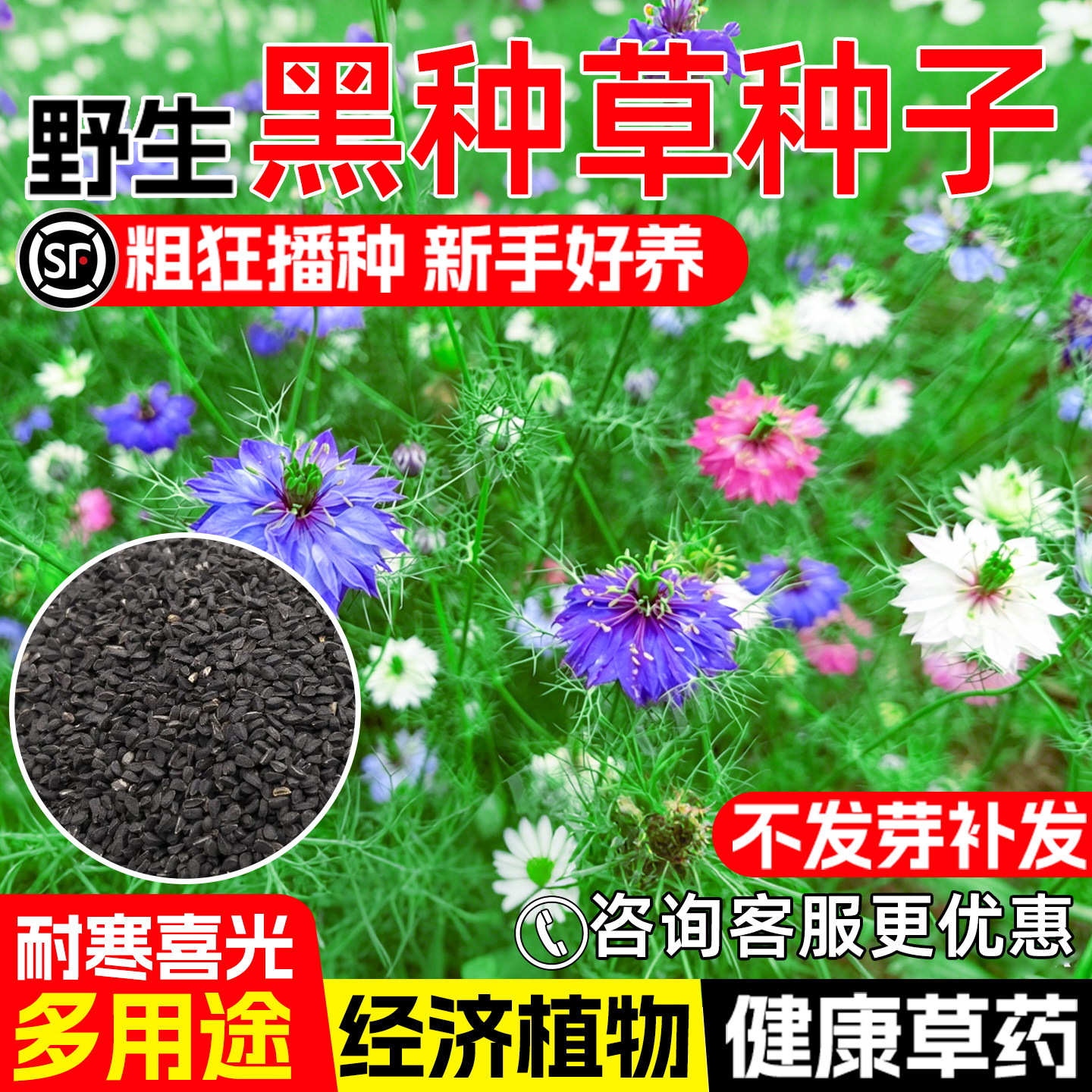 黑种草种子药用观赏中药材黑种子