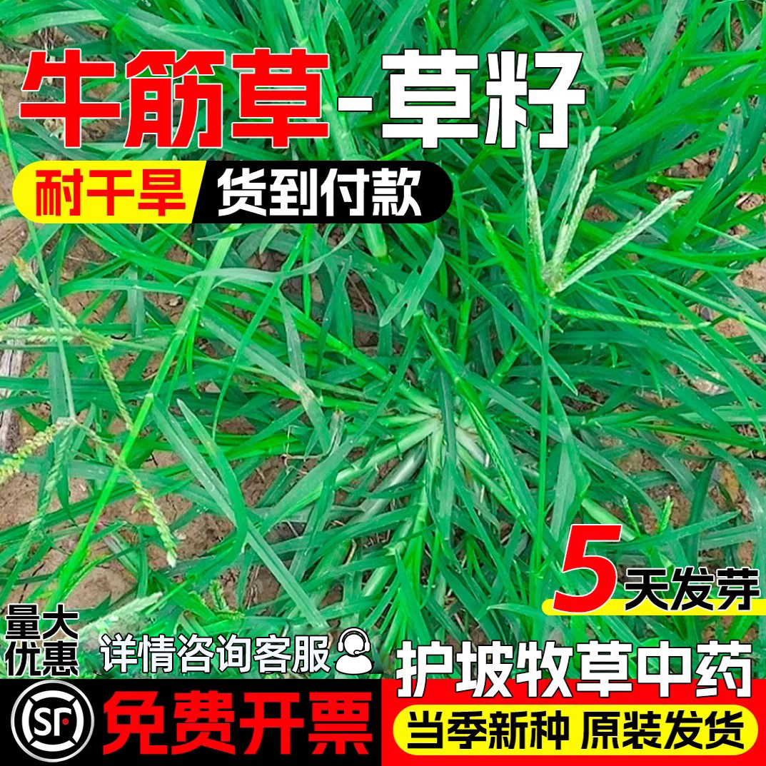 牛筋草种子铁线草护坡草籽爬地草巴根草多年生牧草种籽防水土流失