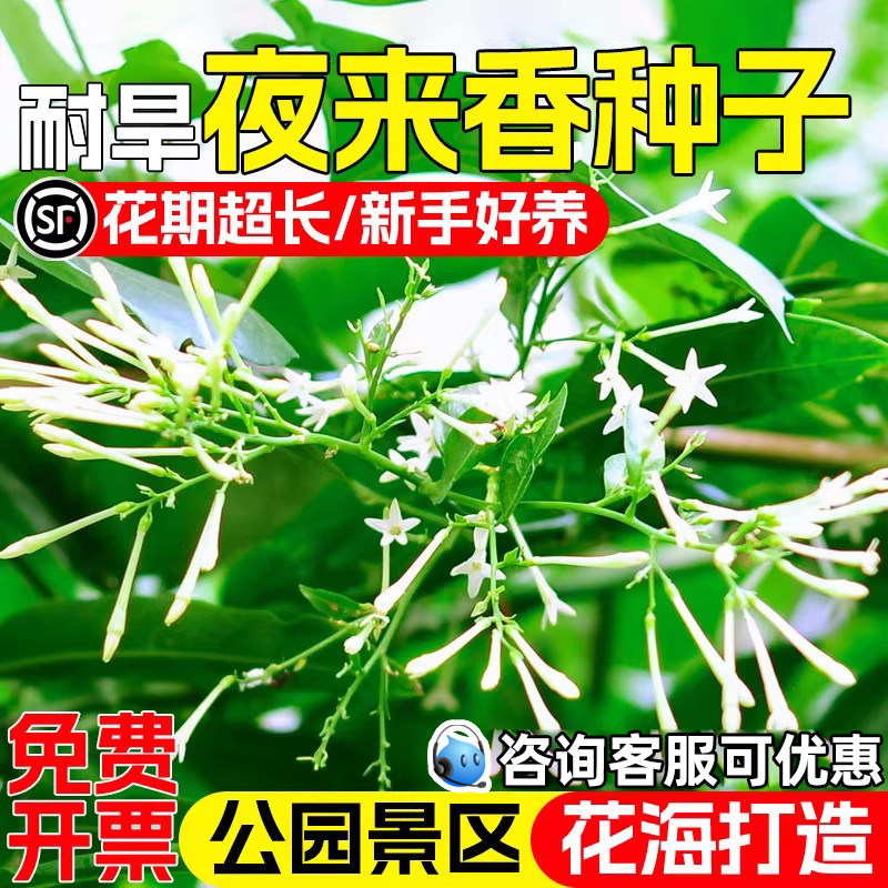 夜来香花籽晚香玉紫茉莉花种子