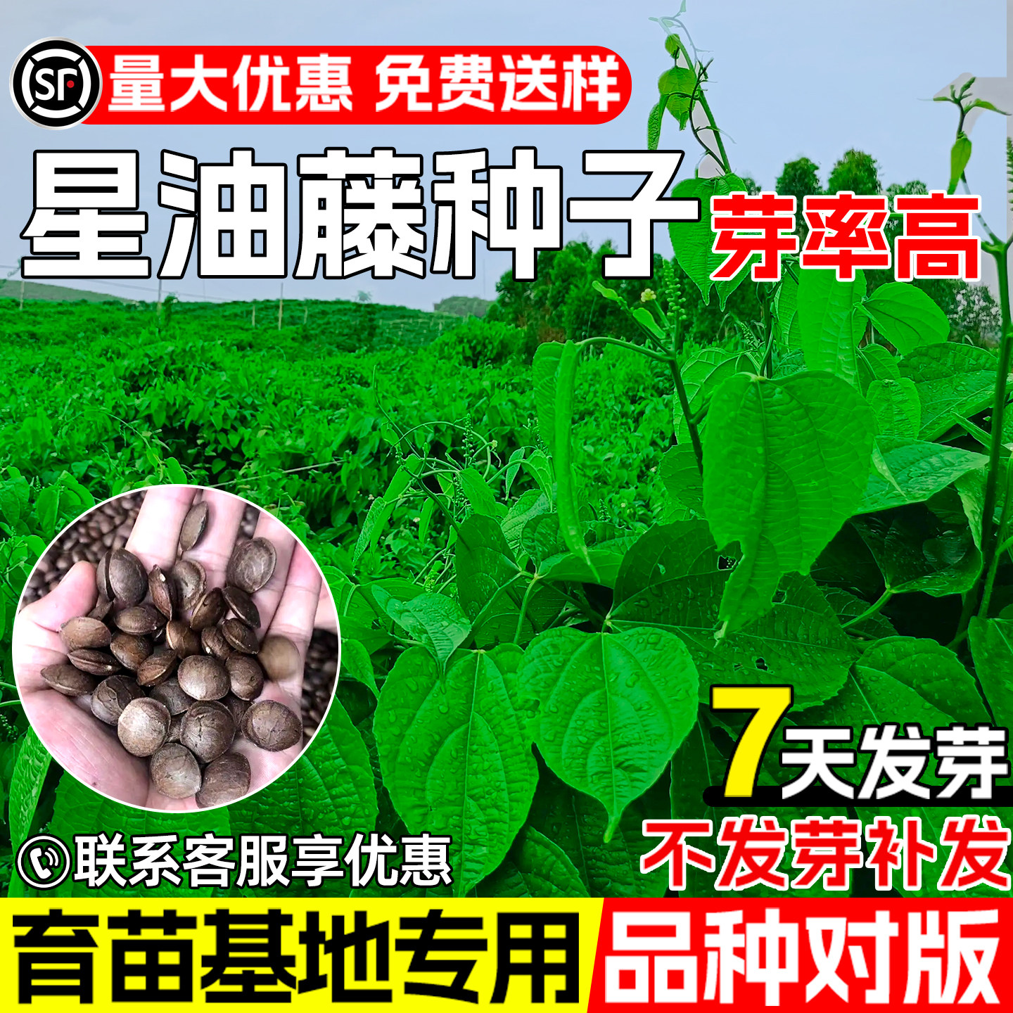 印加果种子护坡固土荒山边坡绿化