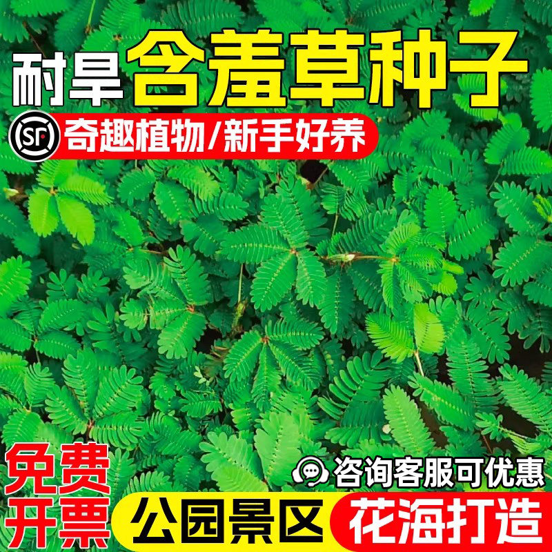 含羞草种子趣味盆栽公园地被绿化