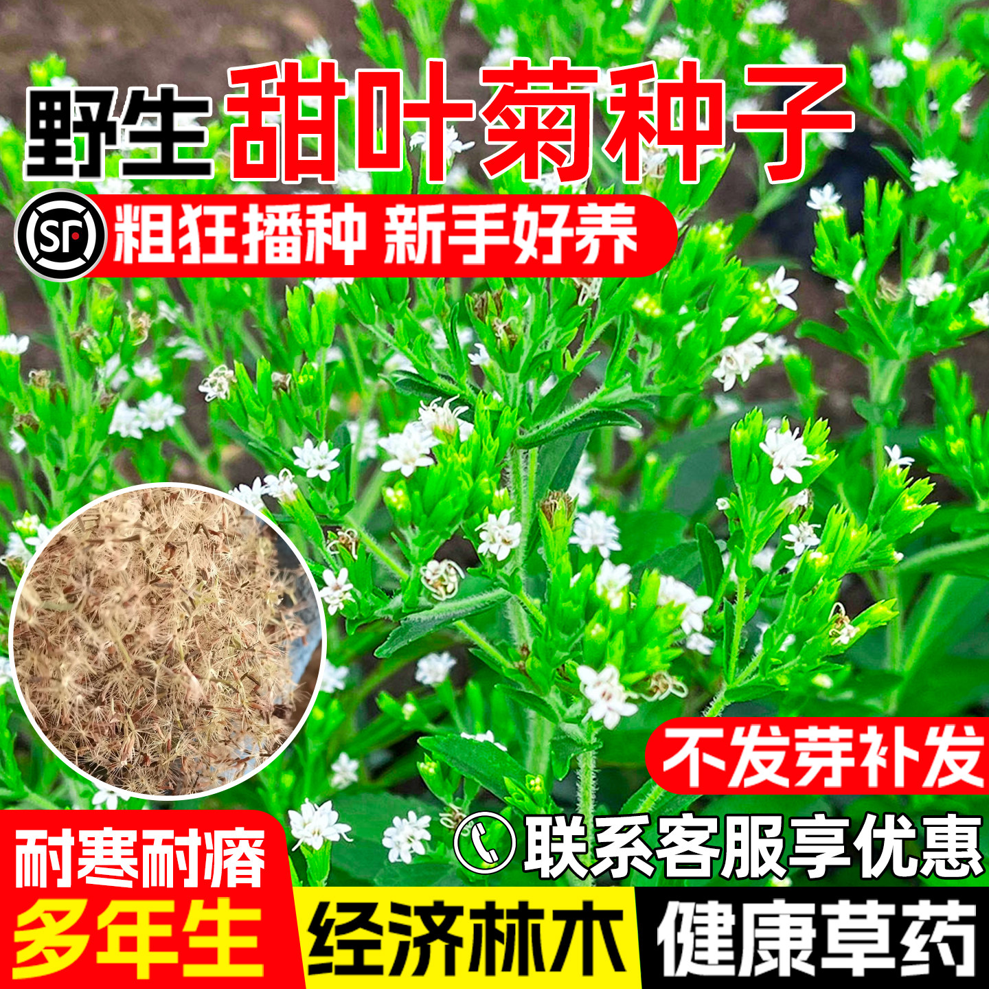 甜叶菊种子药食两用护坡固土药材
