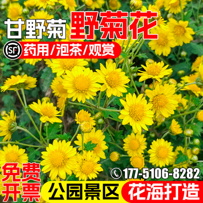 野菊花种子甘野菊花籽泡茶花种籽