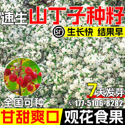山丁子种子景观绿化观赏观花食果
