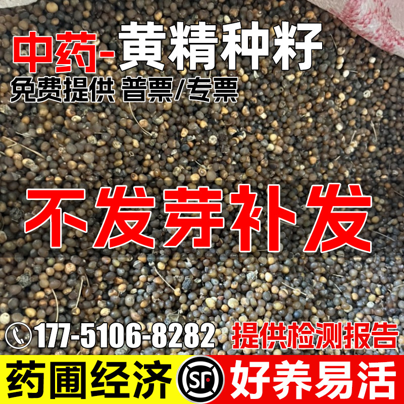 黄精种子药食两用鸡头姜形黄精图片