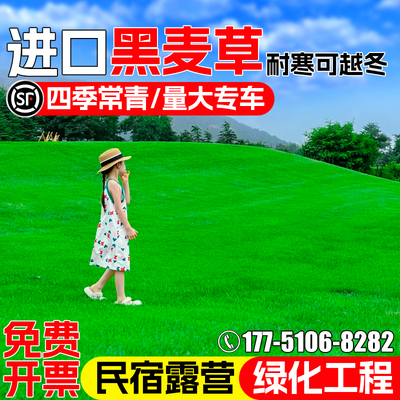 黑麦草种籽四季常青多年生草种子