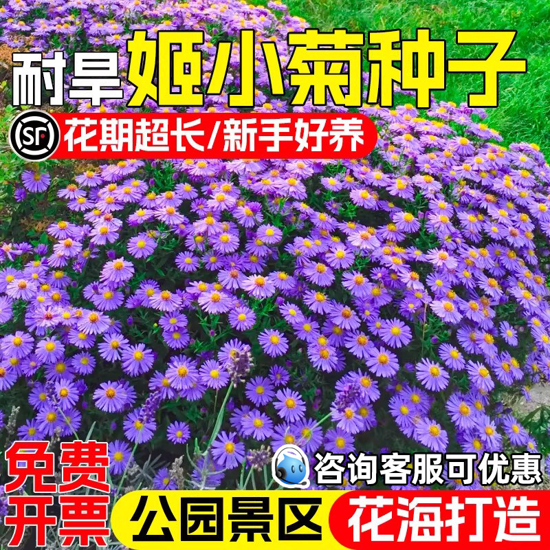 姬小菊花籽公园花海打造景观美化