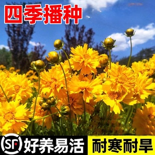 大花金鸡菊种子多年生金钱菊花籽盆栽四季易活景观绿化花卉种籽孑