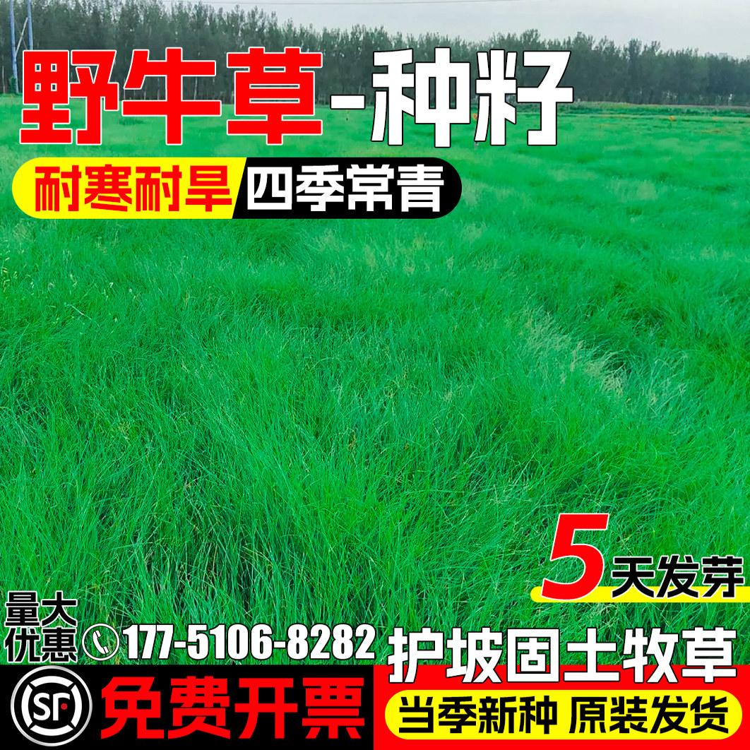 野牛草四季常青护坡固土畜牧养殖