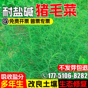 猪毛菜种子野生蓬蓬菜种籽生态修复盐碱地改良多年生荒漠绿化草籽