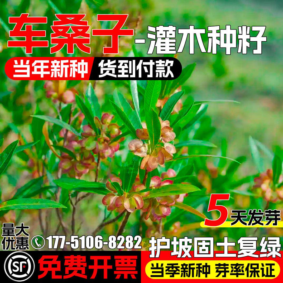车桑子种子护坡固土灌木种籽四季常青耐贫瘠工程复绿边坡绿化草籽