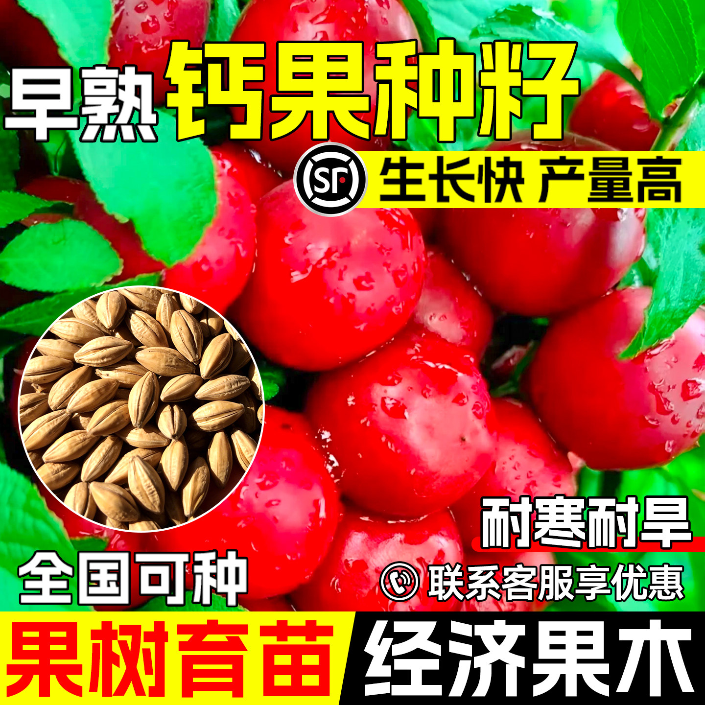 钙果种子早熟高产欧李高钙果种籽