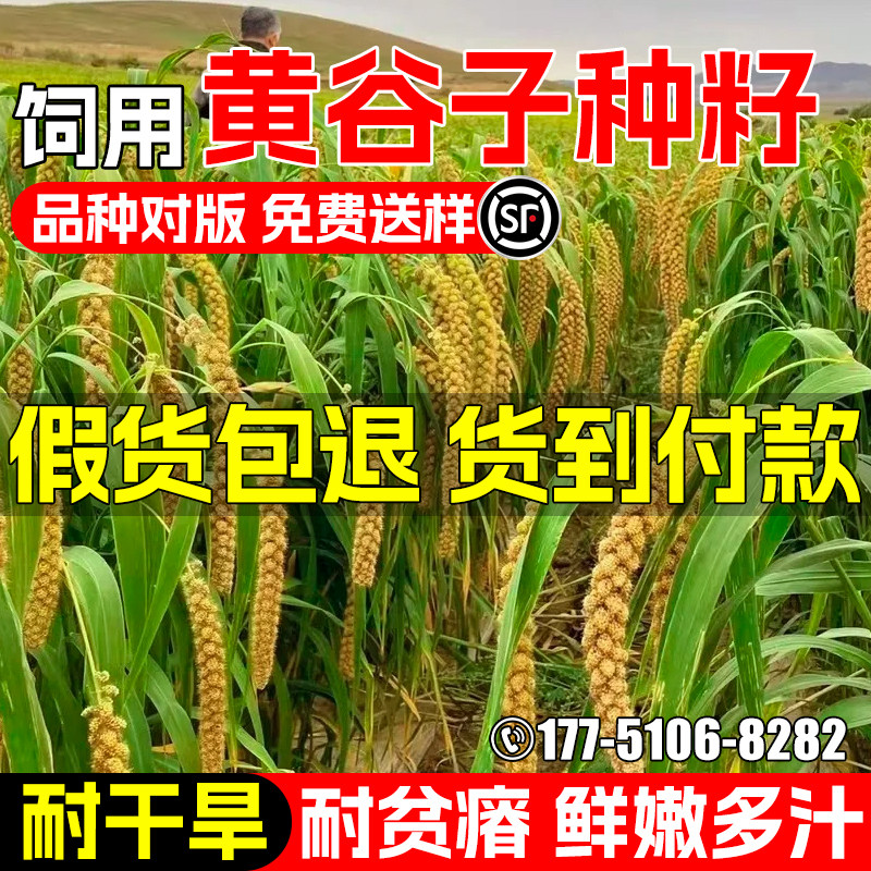 黄谷子种子四季高产鲜嫩多汁牧草