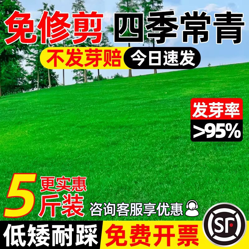 草坪草籽四季常青免修剪地毯草皮种籽护坡狗牙根高羊茅黑麦草种子