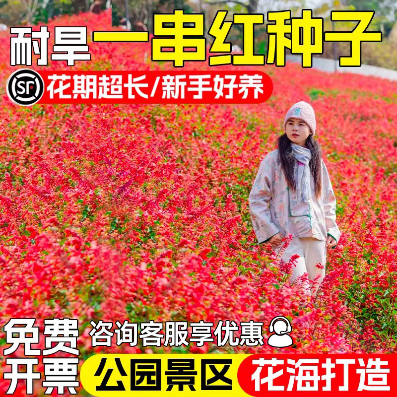 正宗矮一串红种子四季播种卉种籽