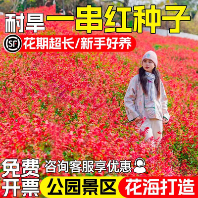 正宗矮一串红种子四季播种卉种籽