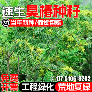 臭椿种籽速生林木灌木草籽护坡固土工程绿化荒地复绿耐旱耐寒种子