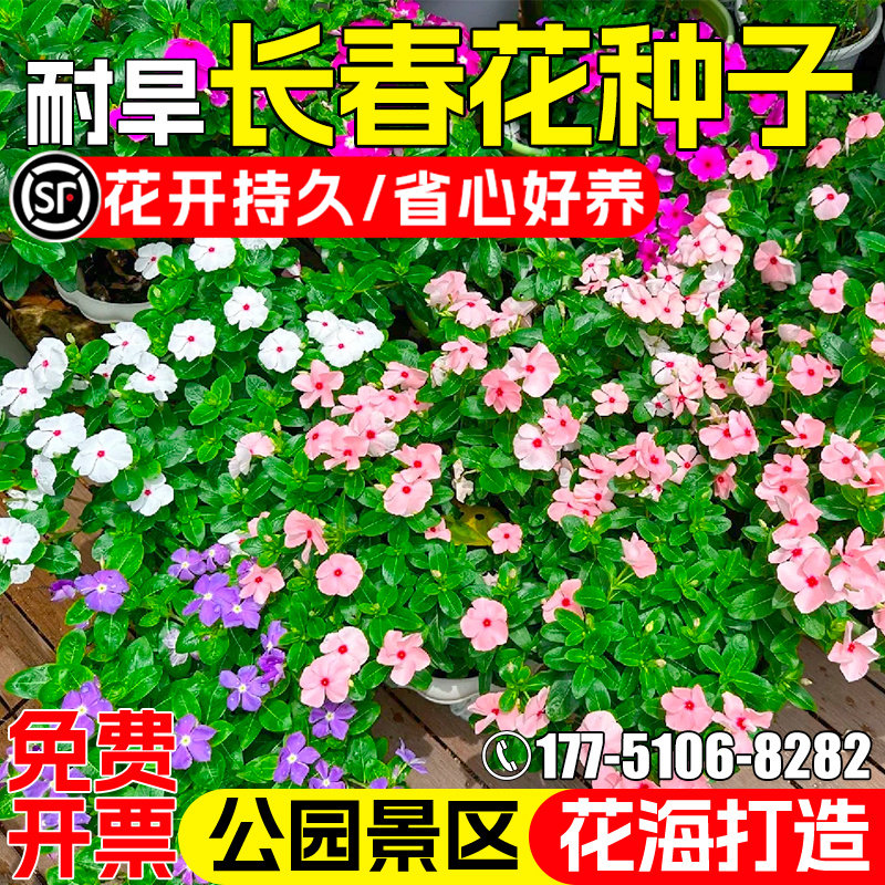 长春花种子公园花海打造景观美化